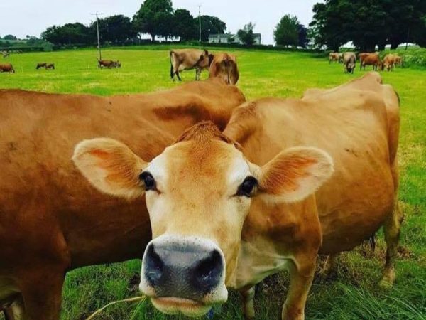 Tickey Moo Ice Cream Farm Cows